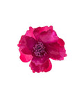 Blumenbrosche Pfingstrose