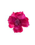 Baesics® Brosche Pfingstrose Pink – 2-in-1 Ansteckblume & Haarclip